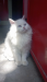 Pursian cat female  tripple coat